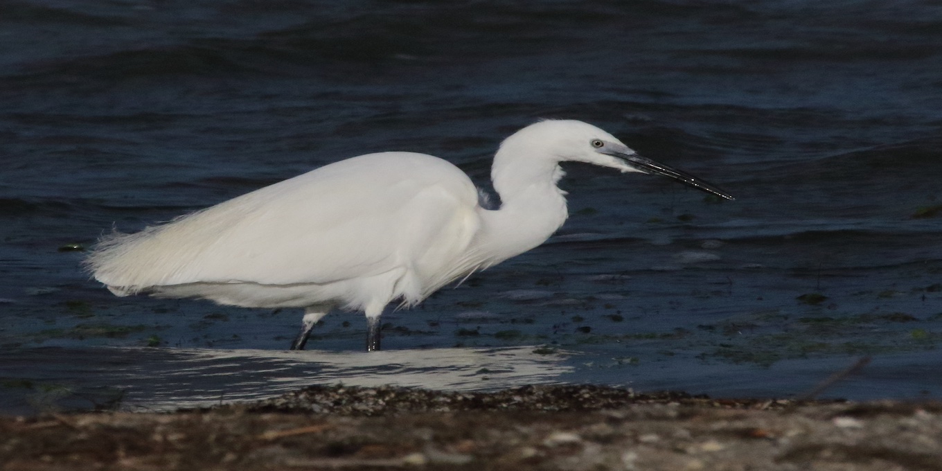 ©️François Nougaret